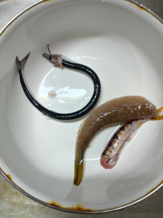 hunt/hdialy/0528.jpg