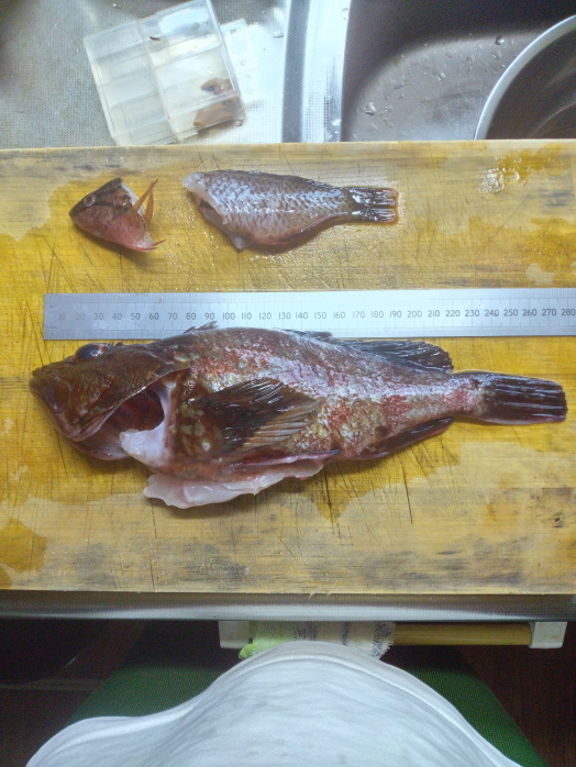 hunt/hdialy/0650.jpg