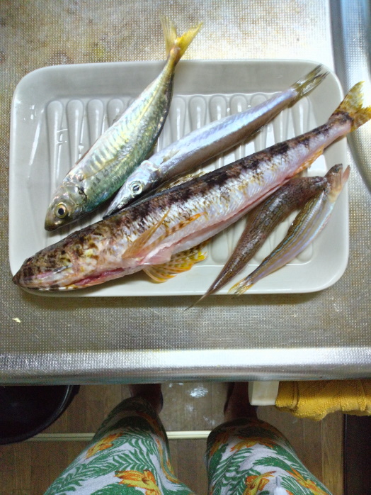 hunt/hdialy/0692.jpg